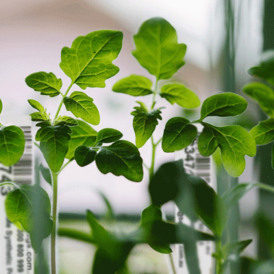 planttags.com.au-garden-labels