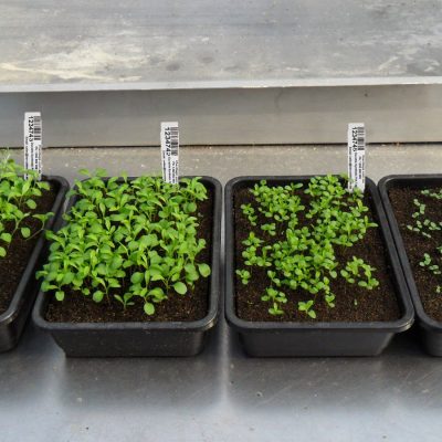 planttags.com.au-plant-tags-For-trays