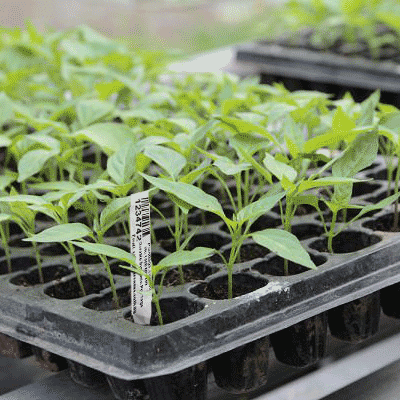 plant-tags-for-punnets