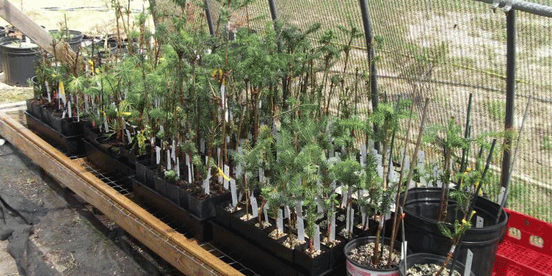 plant-tag-markers