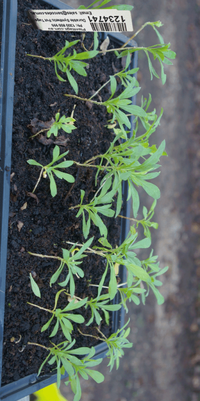 plant-tags-for-punnets