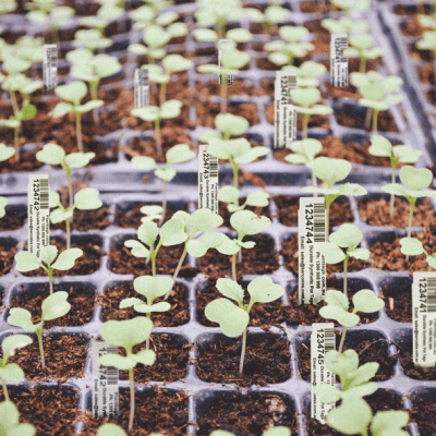 planttags.com.au-seeding-tray-plant-tags
